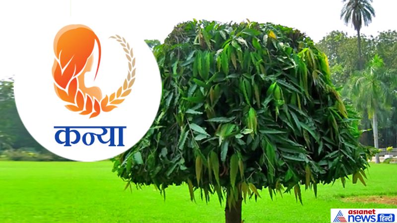Hariyali Amavasya today: doing plantation according to your zodiac sign may remove planetary defects KPI