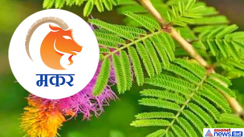 Hariyali Amavasya today: doing plantation according to your zodiac sign may remove planetary defects KPI