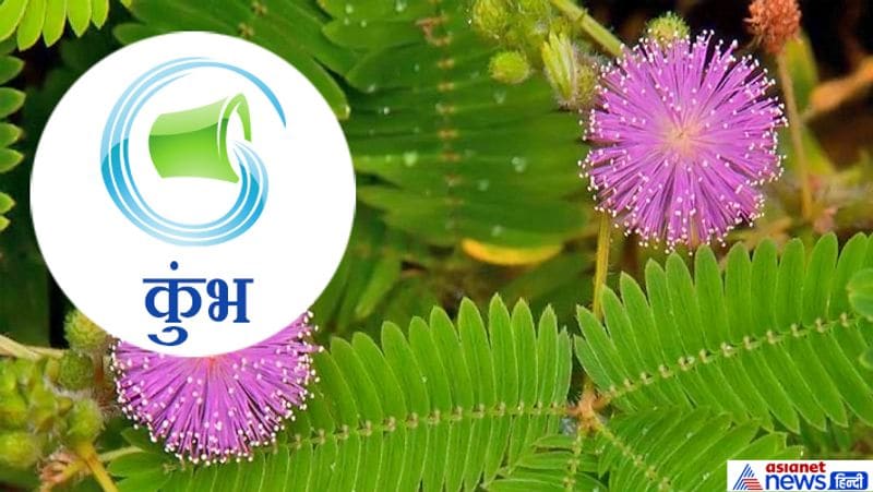 Hariyali Amavasya today: doing plantation according to your zodiac sign may remove planetary defects KPI