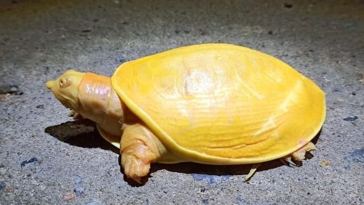 yellow turtle rescued in odishas balasor bsm yellow turtle rescued in odishas balasor bsm