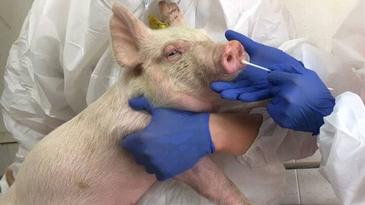 rise in swine flu cases doctors explain causes symptoms treatment rise in swine flu cases doctors explain causes symptoms treatment