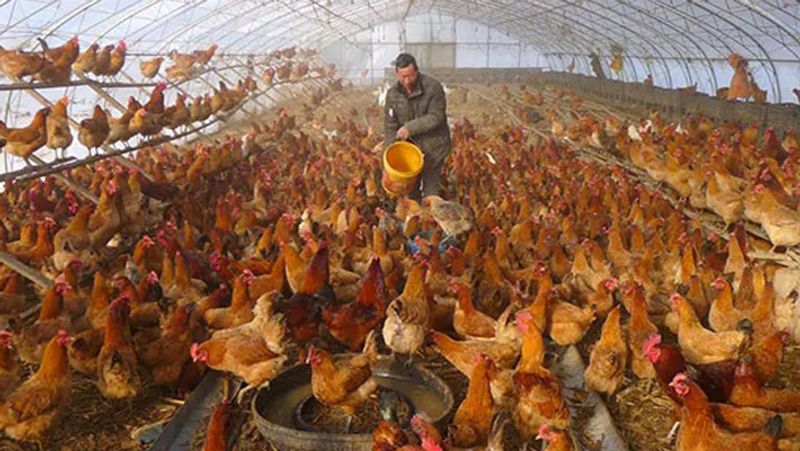 china coronavirus factory farm new pandemic virus pathogen swine flu avian flu KPP