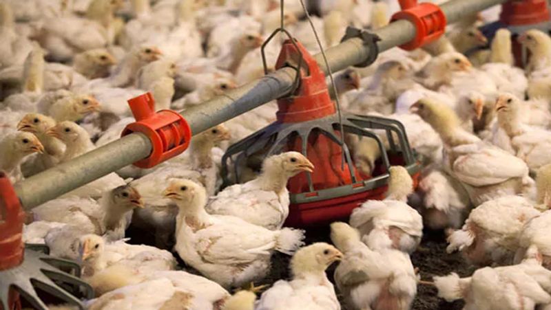 china coronavirus factory farm new pandemic virus pathogen swine flu avian flu KPP