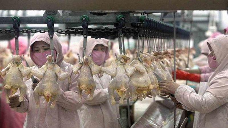china coronavirus factory farm new pandemic virus pathogen swine flu avian flu KPP