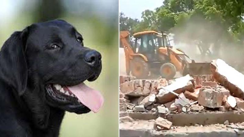 Police destroyed Vikas Dubey crime empire but his pet kaluwa is still waiting for the gangster arrival kpl