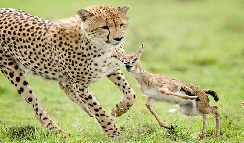 Habits of animals that human must learn for better health
