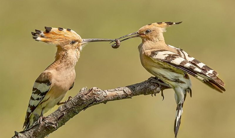 Habits of animals that human must learn for better health
