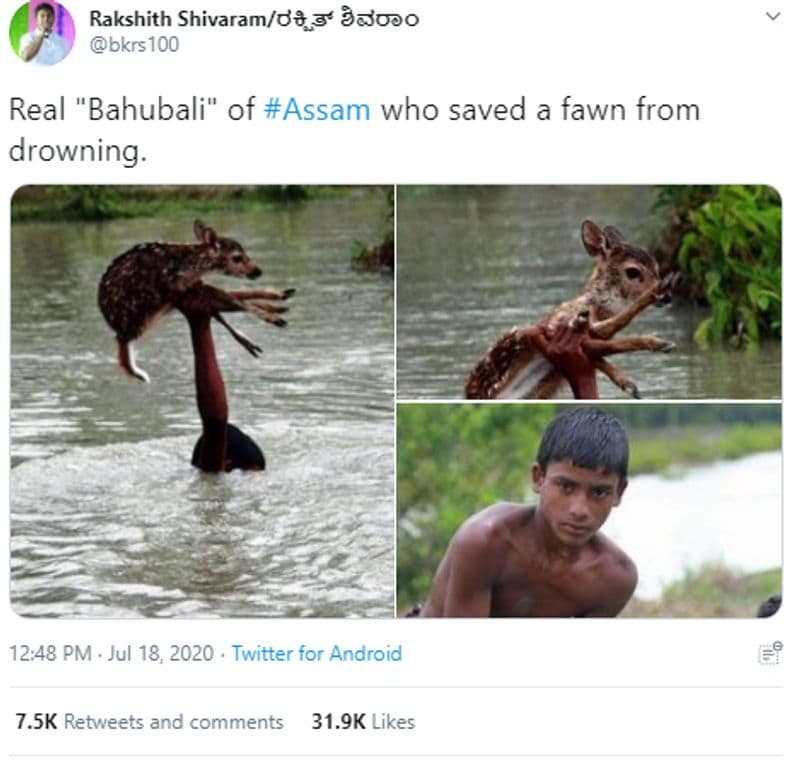 assam flood real bahubali save fawn old bangladesh picture viral kpt