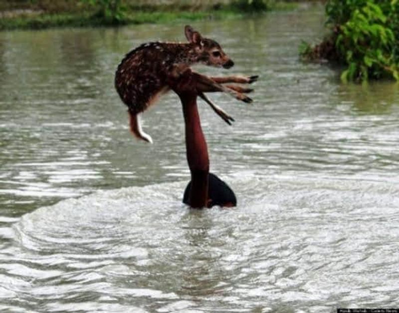 these flood painful photos virals as assam flood bihar flood every year know truth kpt