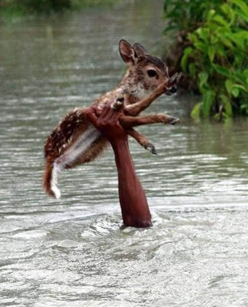 assam flood real bahubali save fawn old bangladesh picture viral kpt