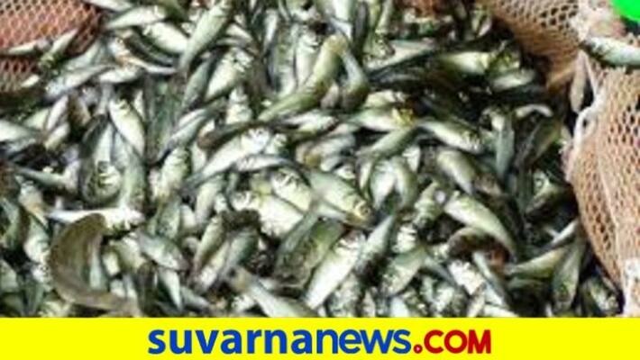 Udupi Municipality Ban Sale Fish on Footpath snr Udupi Municipality Ban Sale Fish on Footpath snr