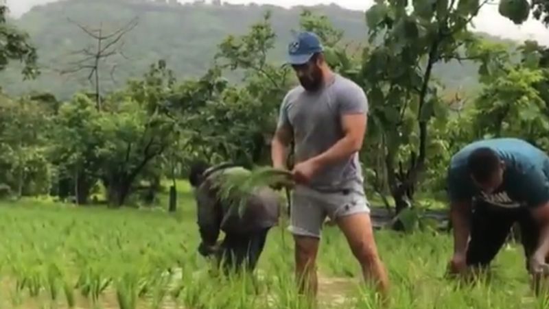 Salman khan rice Dhaan plantation shared video during lockdown And covid 19 pandemic KPY