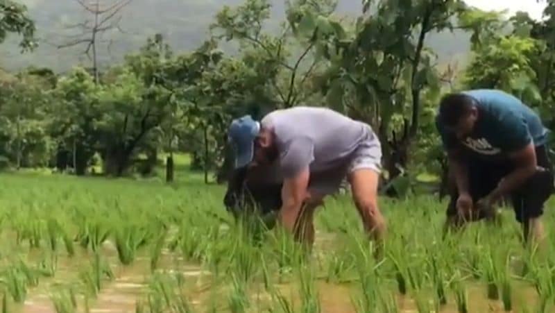 Salman khan rice Dhaan plantation shared video during lockdown And covid 19 pandemic KPY
