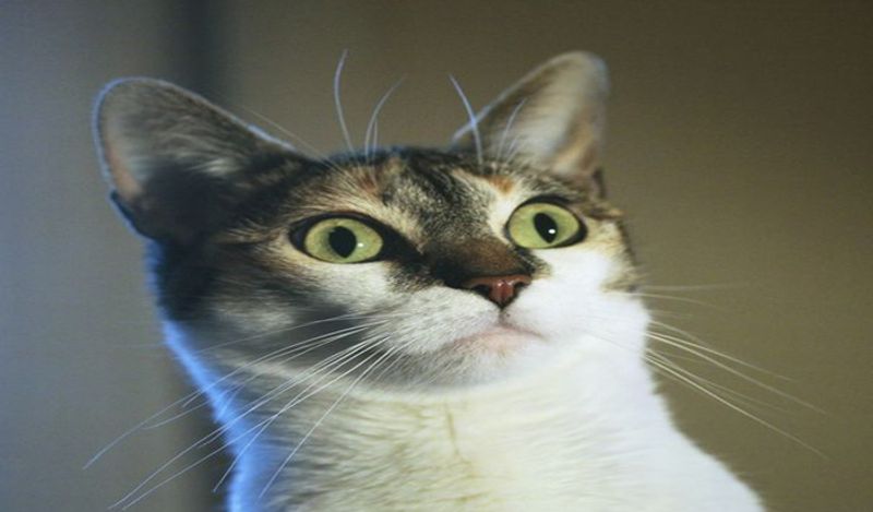 husband shocking claim cat made wife pregnant kph