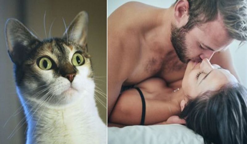 husband shocking claim cat made wife pregnant kph