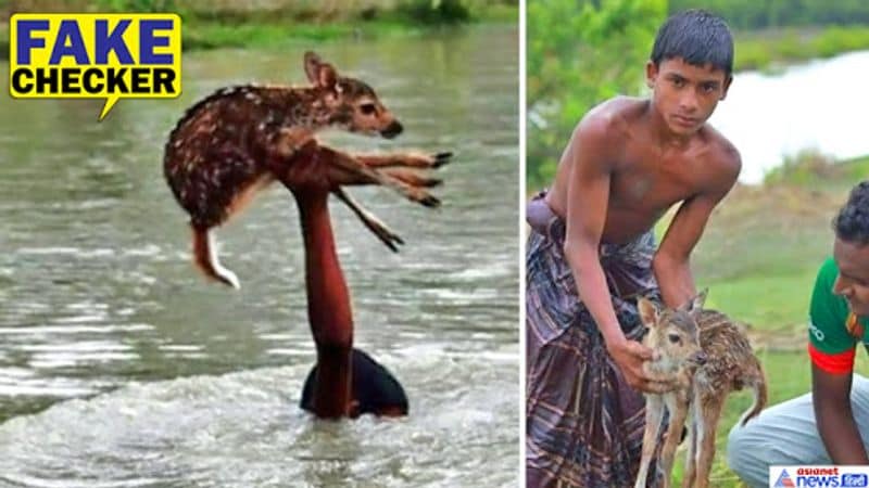 assam flood real bahubali save fawn old bangladesh picture viral kpt