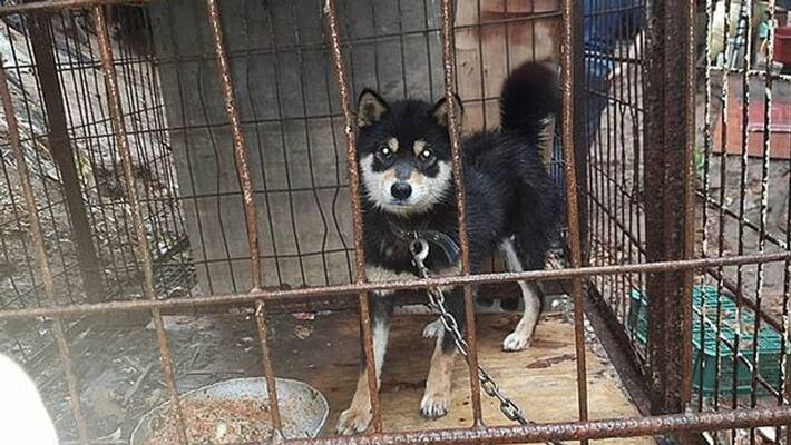 South Korea divides over dogmeat South Korea divides over dogmeat