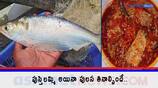 what is the taste secret of Pulasa fish? What is its story?