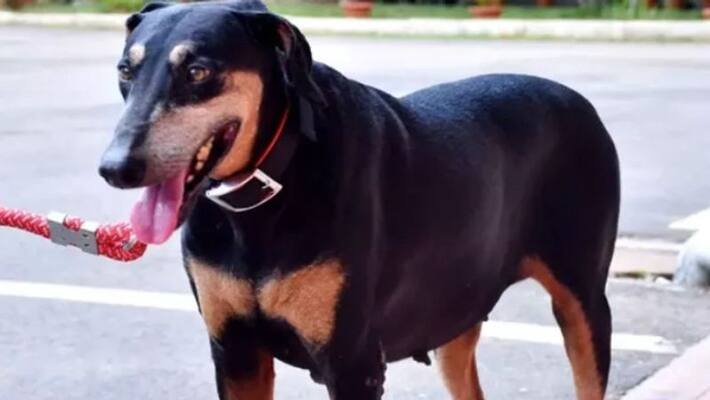 bsf dog delivers three pups in bangladesh border, orders probe bsf dog delivers three pups in bangladesh border, orders probe
