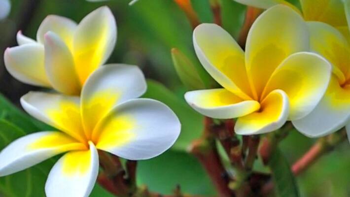 Sawan know why ketaki flower is not offered to lord shiva KPI Sawan know why ketaki flower is not offered to lord shiva KPI