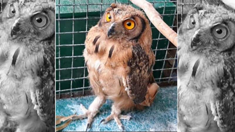 why diwali festival time becomes doomsday for indian owls