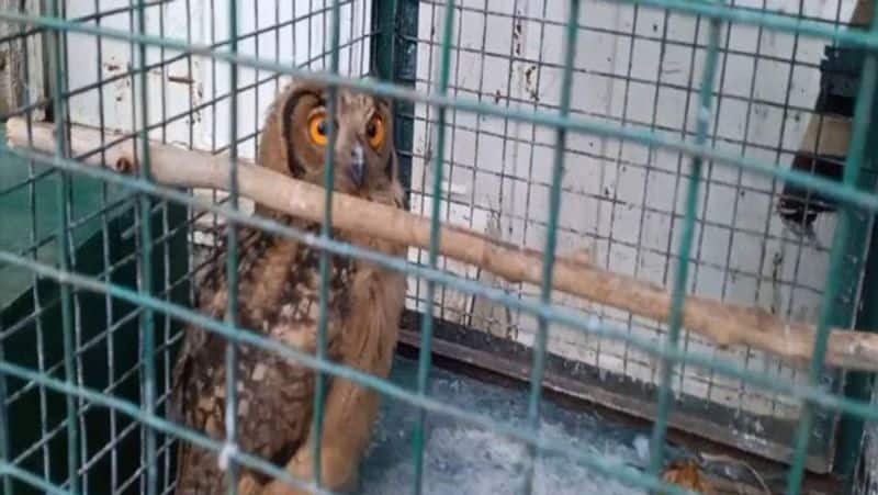why diwali festival time becomes doomsday for indian owls