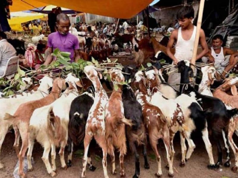 Ahead of Bakrid, animal sacrifice prohibited in public in Ahmedabad, Surat