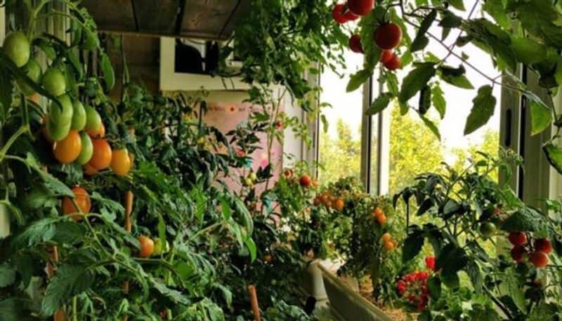 vegetables via balcony gardening