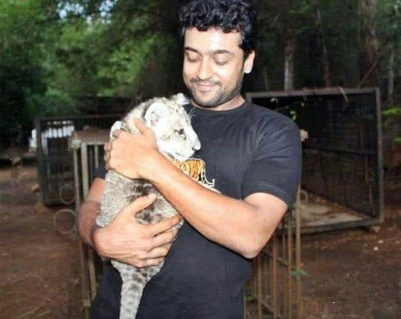 புலி குட்டியை குழந்தை போல் வைத்திருக்கும் சூர்யா 