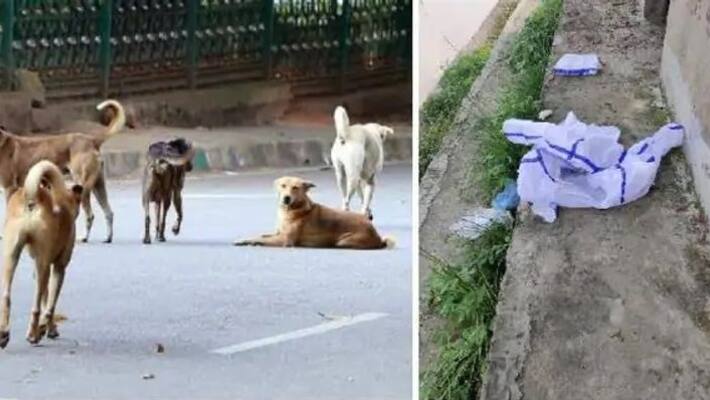 Corona patient dies in Bihar, dogs eat her body, viral video ASA Corona patient dies in Bihar, dogs eat her body, viral video ASA