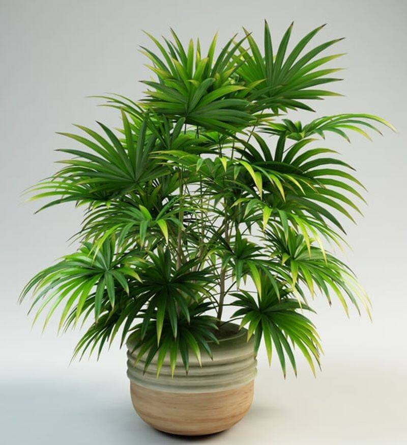 lady palm indoor how to care