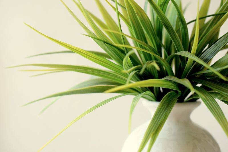 how to care indoor plant leaves