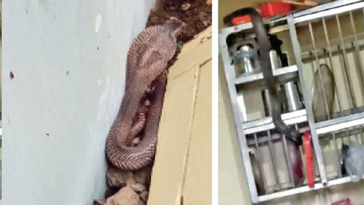 Nagpanchami special: poisonous snakes will be found in every house in nagchun village in madhya pradesh kpa Nagpanchami special: poisonous snakes will be found in every house in nagchun village in madhya pradesh kpa