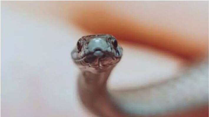 The postman died after being bitten by a snake while searching for eggs The postman died after being bitten by a snake while searching for eggs