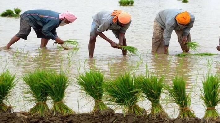 girls plough agricultural land to help family due to lack of money during coronavirus pandemic girls plough agricultural land to help family due to lack of money during coronavirus pandemic
