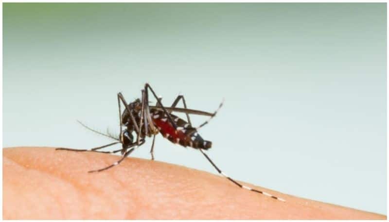 how can we differentiate dengue fever and covid fever