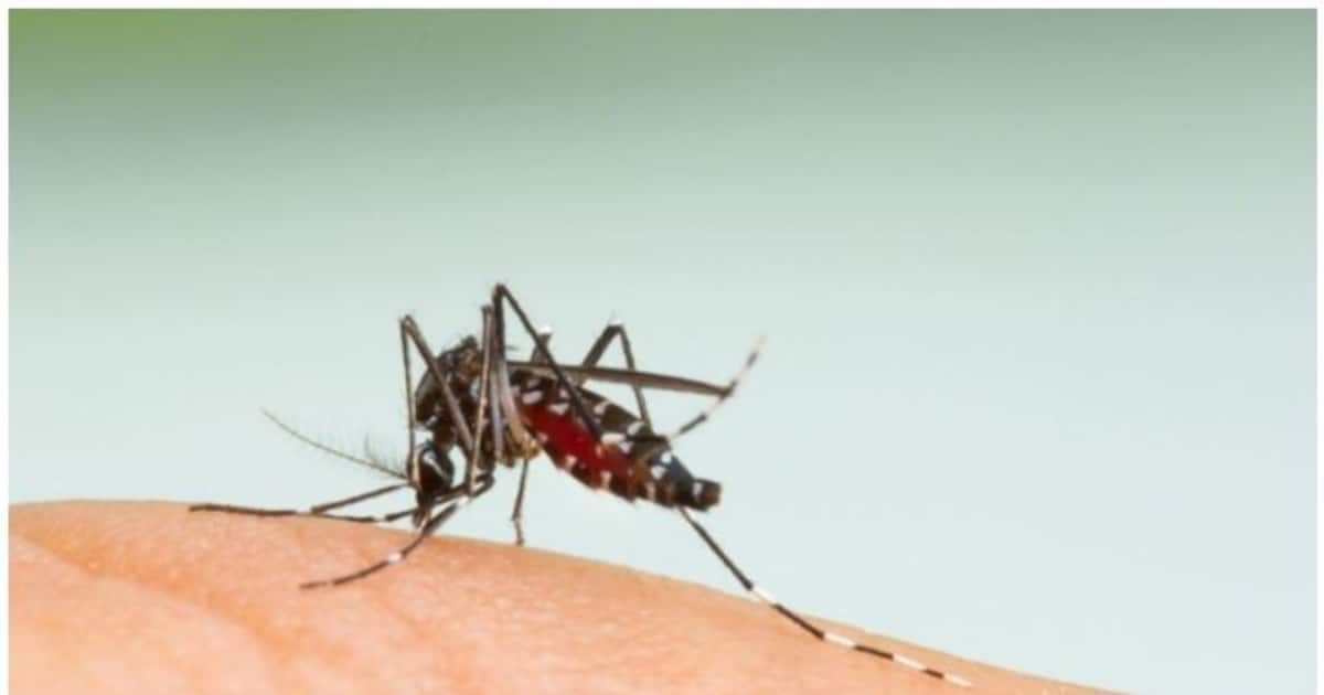 Mosquito Menace Mosquito Bites Are More Dangerous To Elderly Than 