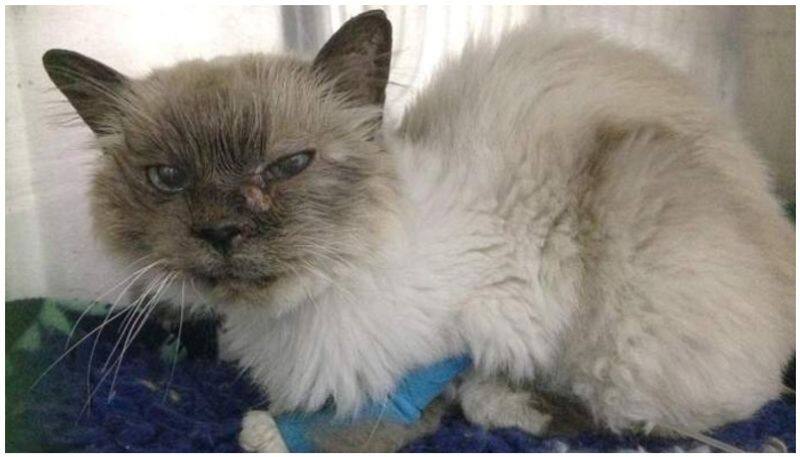 Georgia Zasaris pet cat back missing ten years ago