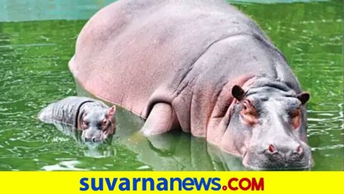 hippopotamus gives birth to baby hippopotamus in Bannerghatta National Park hippopotamus gives birth to baby hippopotamus in Bannerghatta National Park
