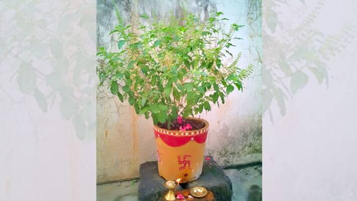 plant a Tulsi at home on Devi Paksha to get economic prosperity BDD plant a Tulsi at home on Devi Paksha to get economic prosperity BDD