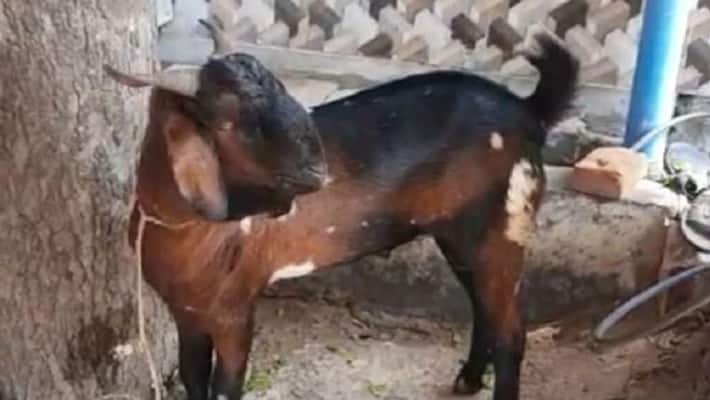 Goat Arrested by Kanpur Police For Not Wearing Mask Goat Arrested by Kanpur Police For Not Wearing Mask
