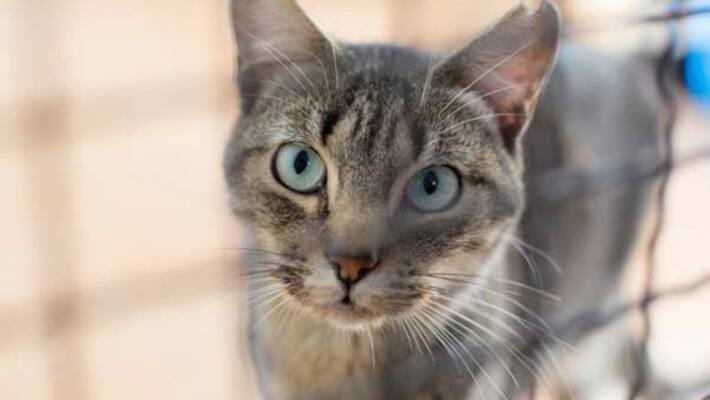 study found that many cats with covid 19 positive study found that many cats with covid 19 positive