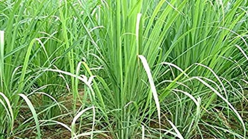 PM Modi Man ki Baat, you can earn lakhs by cultivation of Lemon grass MJA