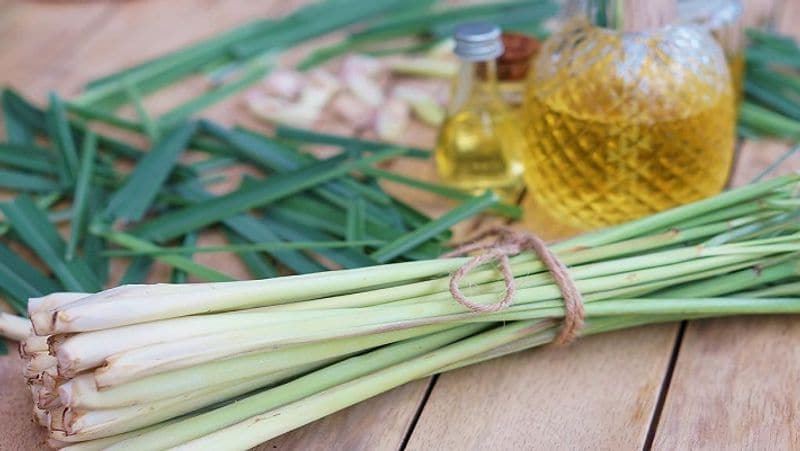 PM Modi Man ki Baat, you can earn lakhs by cultivation of Lemon grass MJA