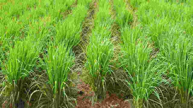 PM Modi Man ki Baat, you can earn lakhs by cultivation of Lemon grass MJA