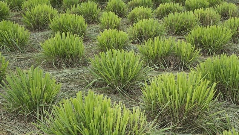 PM Modi Man ki Baat, you can earn lakhs by cultivation of Lemon grass MJA