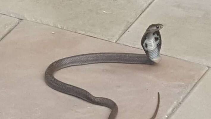 Four TN men kill snake, eat its meat Four TN men kill snake, eat its meat