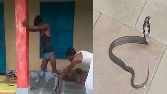 cobra snake enters young man jeans pant while sleeping man stand for 7 hours cobra snake enters young man jeans pant while sleeping man stand for 7 hours
