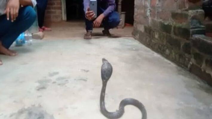 Bizarre UP Teenager Claims That He Was Bitten By The Same Snake 8 Times in One Month Bizarre UP Teenager Claims That He Was Bitten By The Same Snake 8 Times in One Month