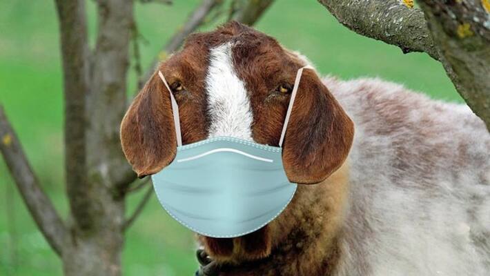 Goat Arrested by Kanpur Police For Not Wearing Mask in Uttar Pradesh Beconganj Area BSS Goat Arrested by Kanpur Police For Not Wearing Mask in Uttar Pradesh Beconganj Area BSS